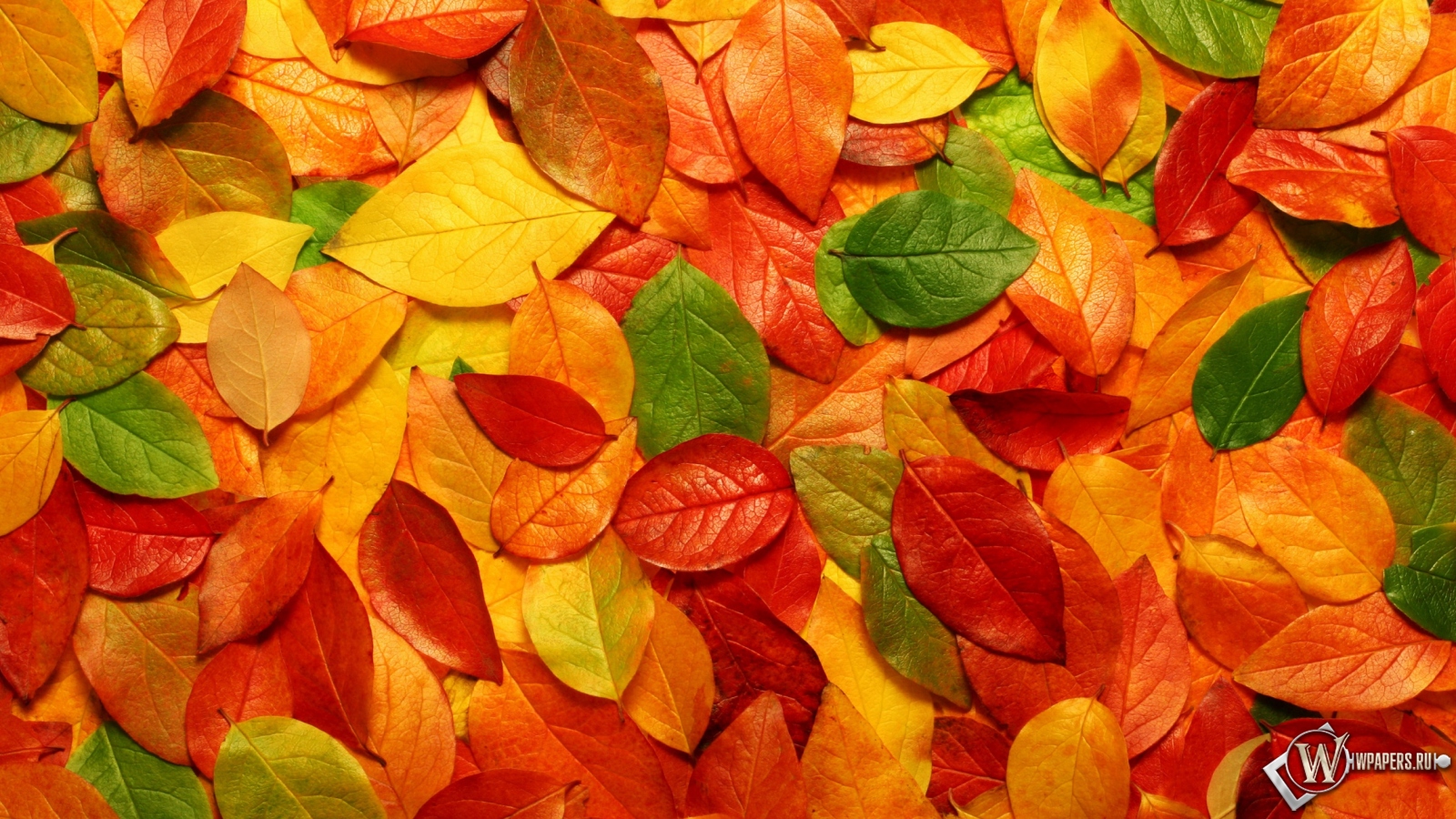Осенние листья 1600x900