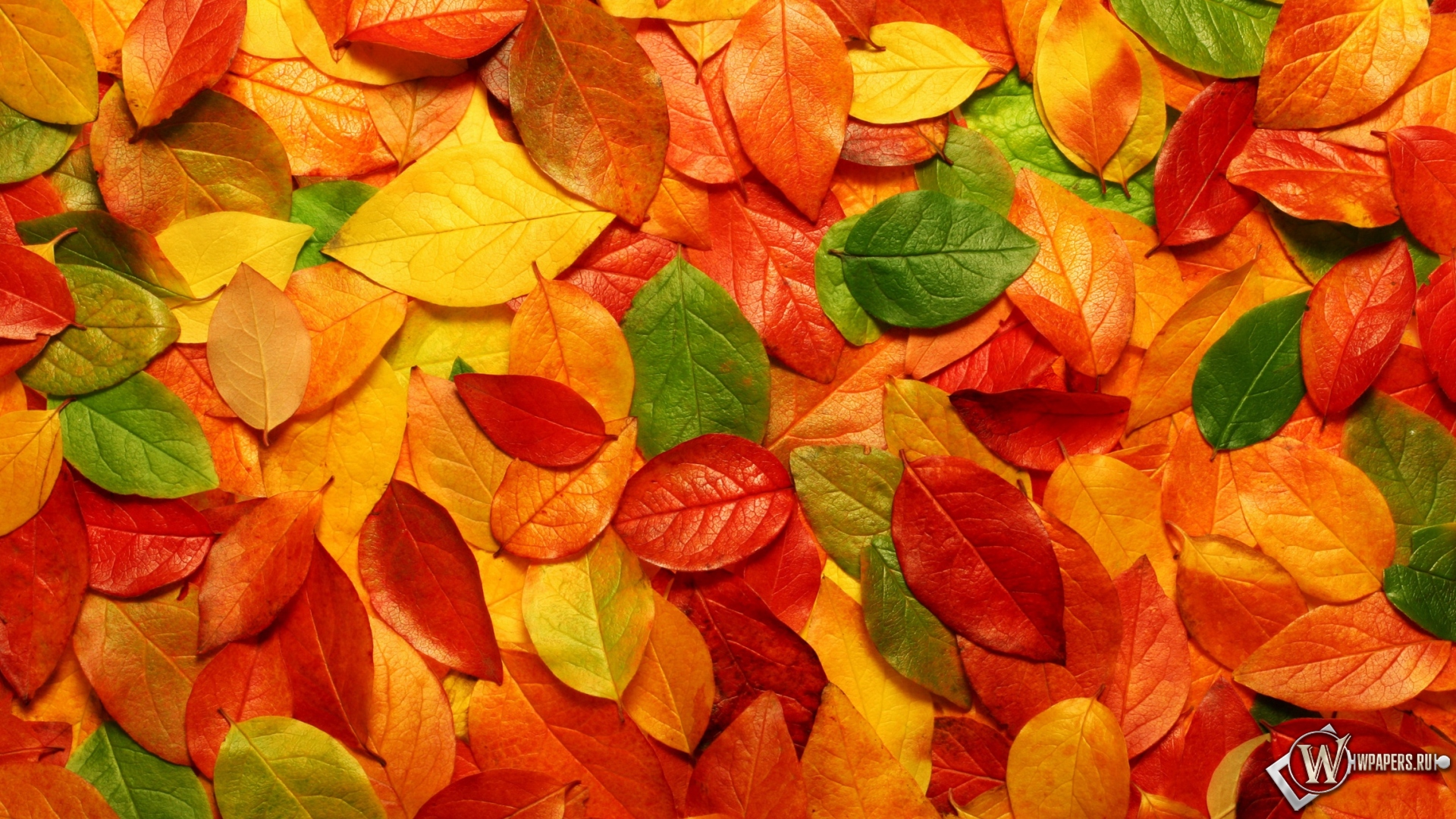 Осенние листья 1920x1080