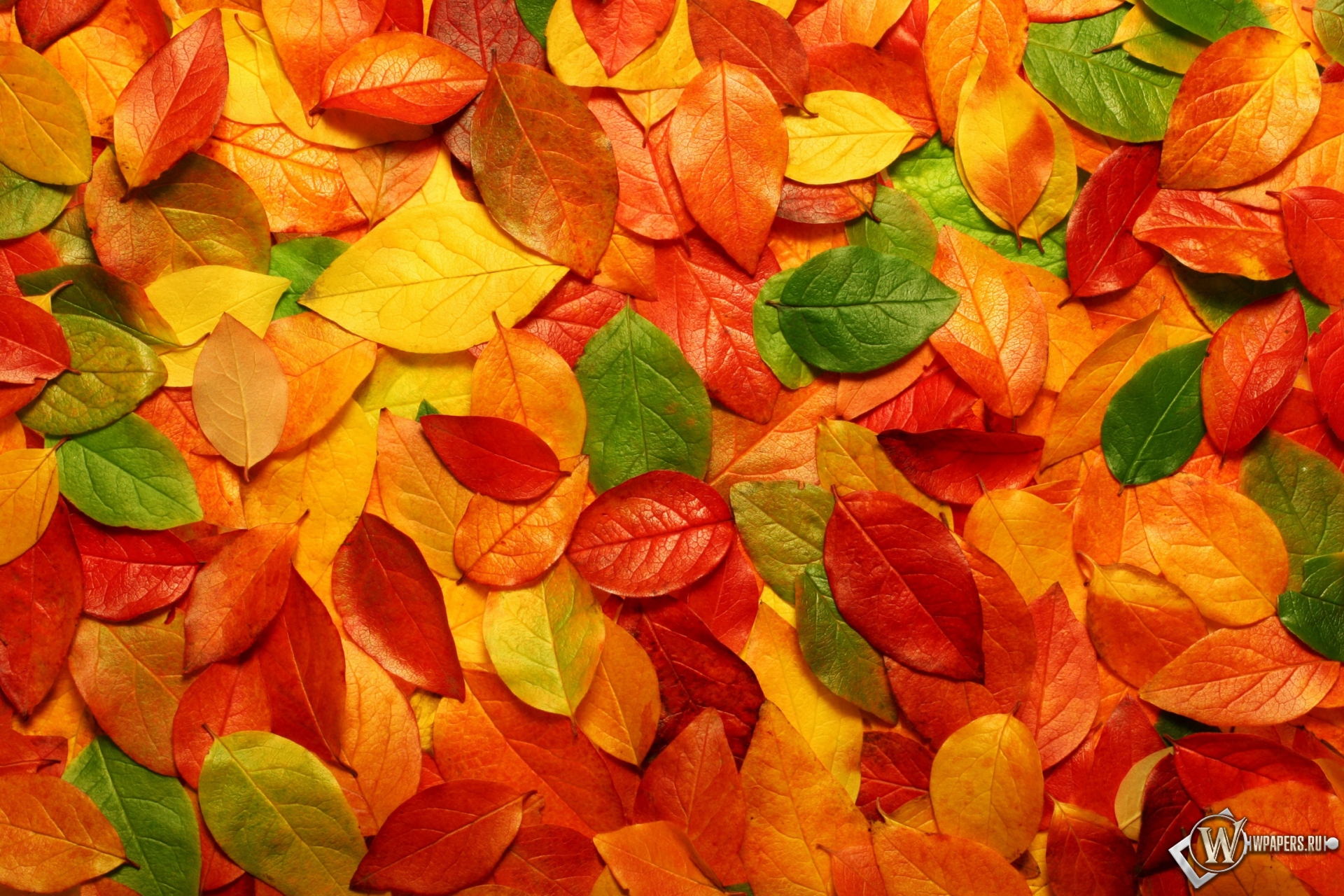 Осенние листья 1920x1280