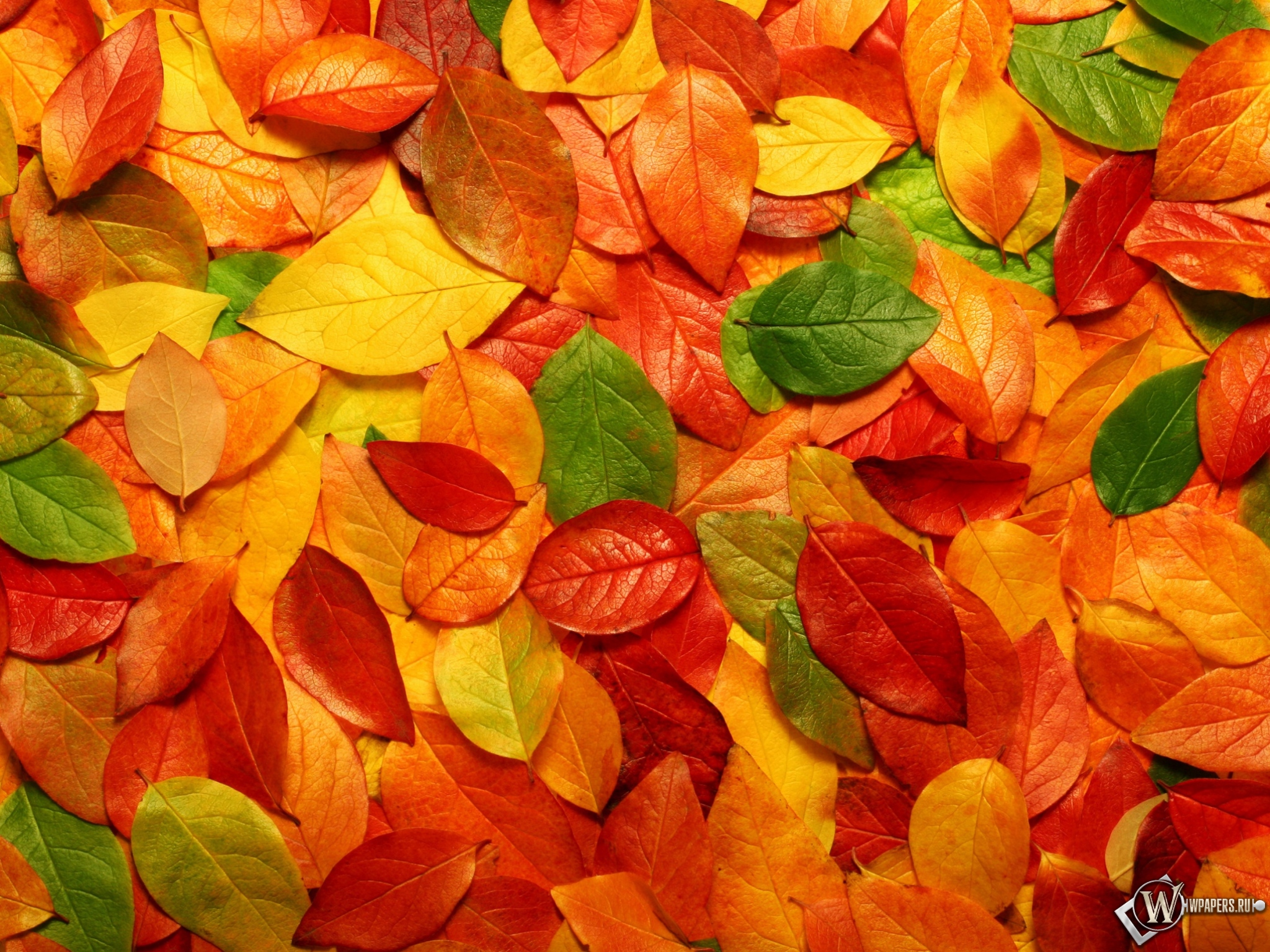 Осенние листья 2048x1536
