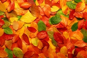 Обои Осенние листья: Осень, Листья, Природа