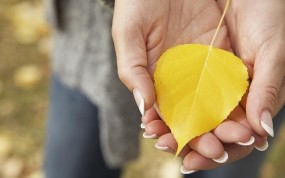 Обои Осенний лист: Осень, Лист, Руки, Желтый, Осень