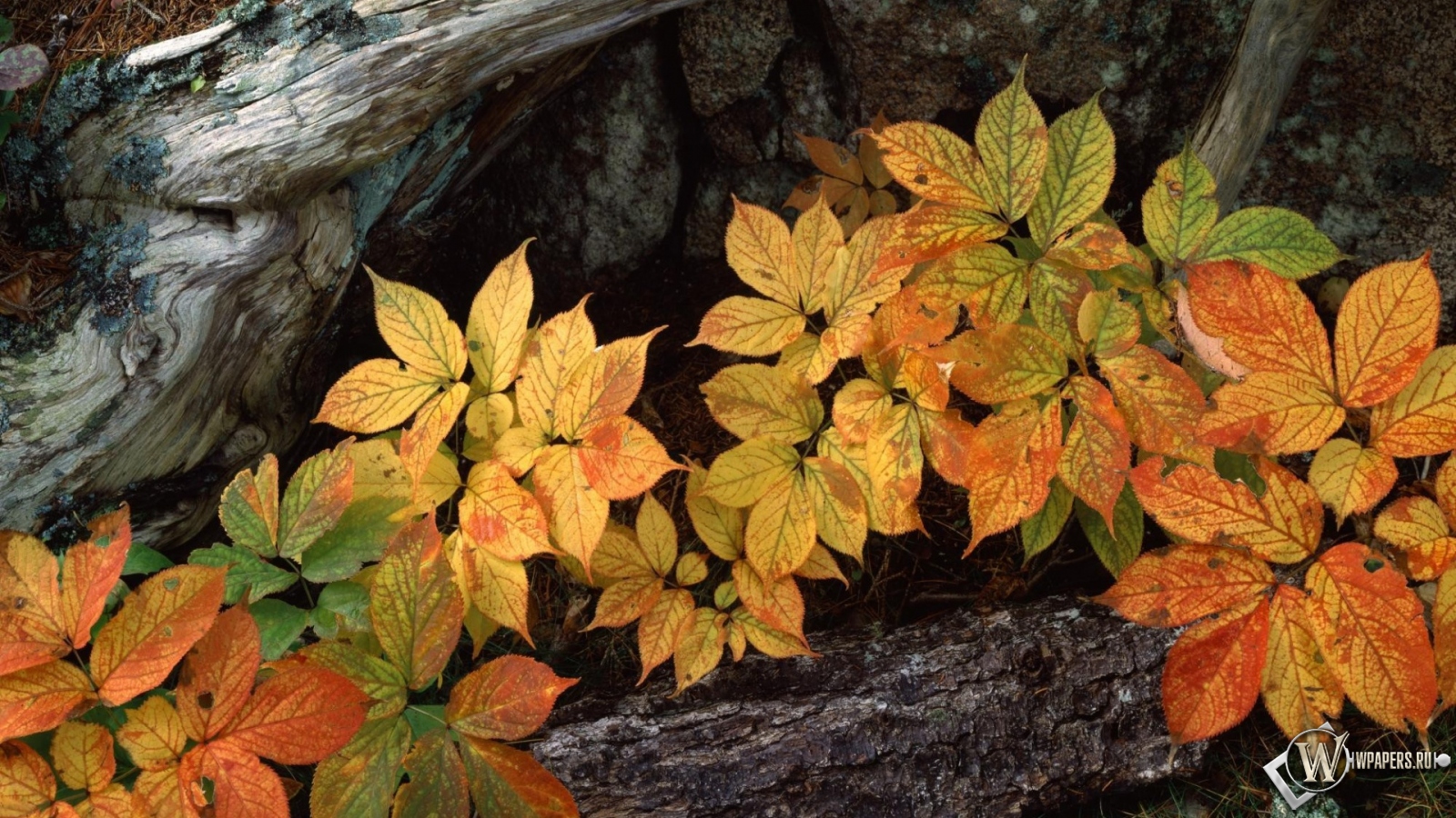 Осенние листья 1600x900