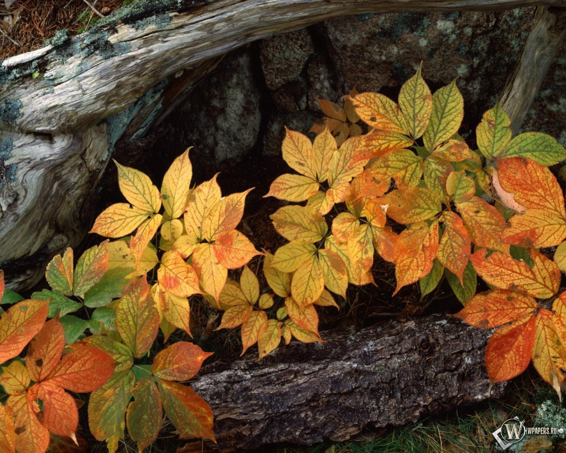 Осенние листья 1920x1536