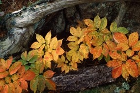 Обои Осенние листья: Осень, Дерево, Листья, Природа