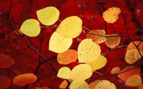Обои Жёлтые листья: Осень, Листья, Желтый, Осень
