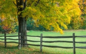 Обои Ранняя осень: Забор, Осень, Дерево, Осень