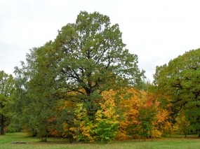 Обои Раскидистый дуб: Деревья, Осень, Дуб, Осень