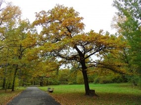 Обои Осень пришла: Деревья, Осень, Листва, Осень