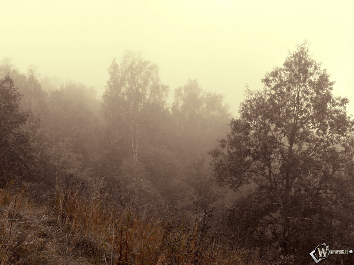 Осенний туман 1152x864