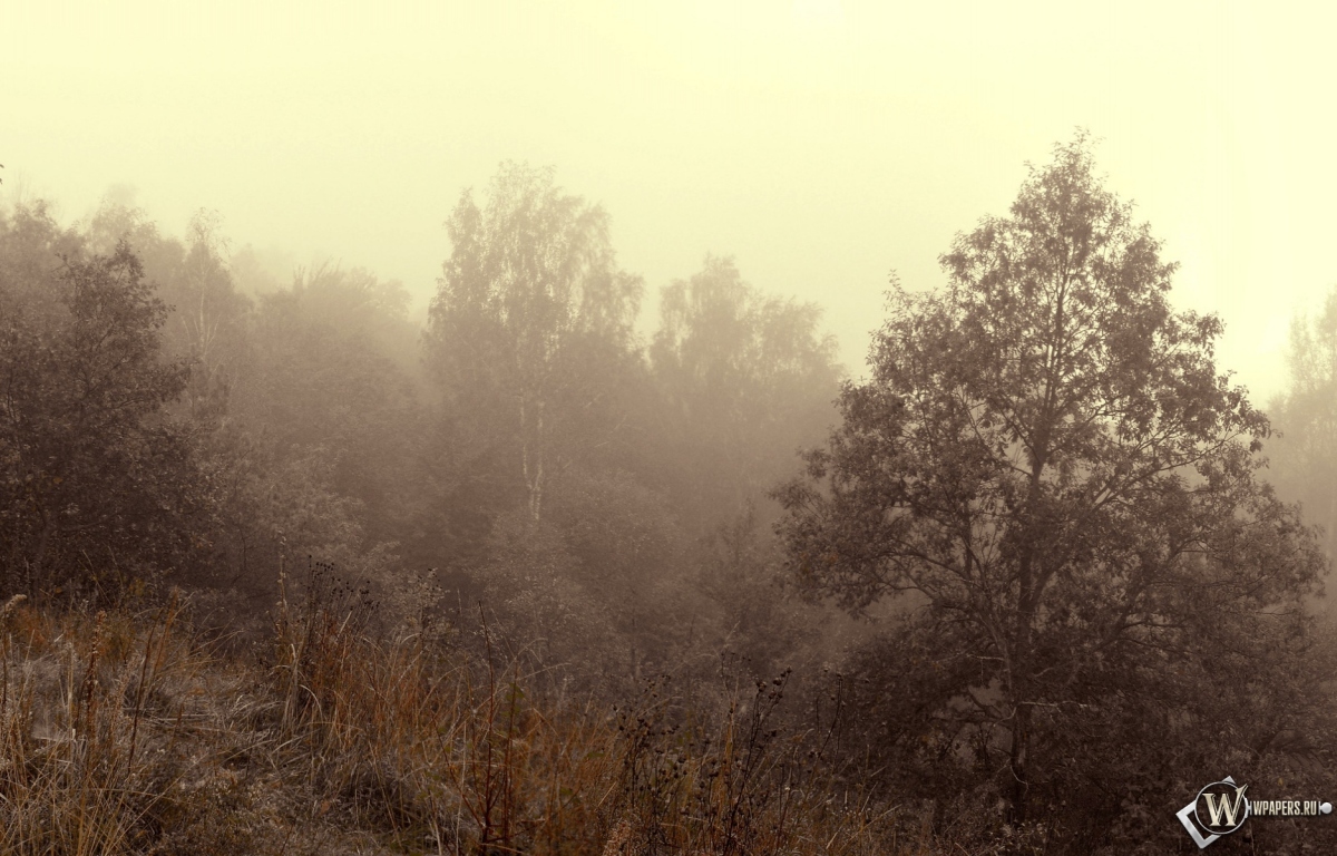 Осенний туман 1200x768
