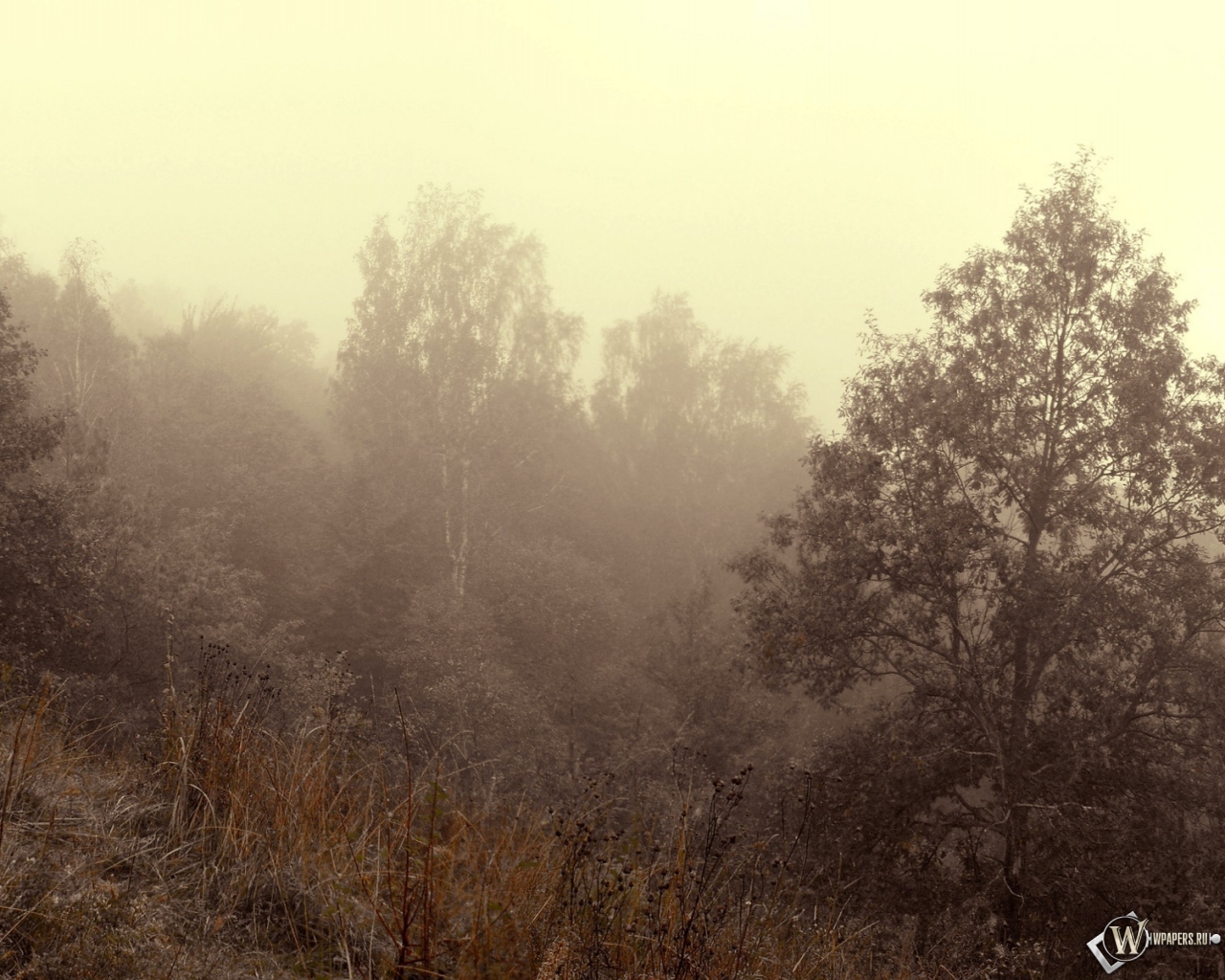 Осенний туман 1280x1024