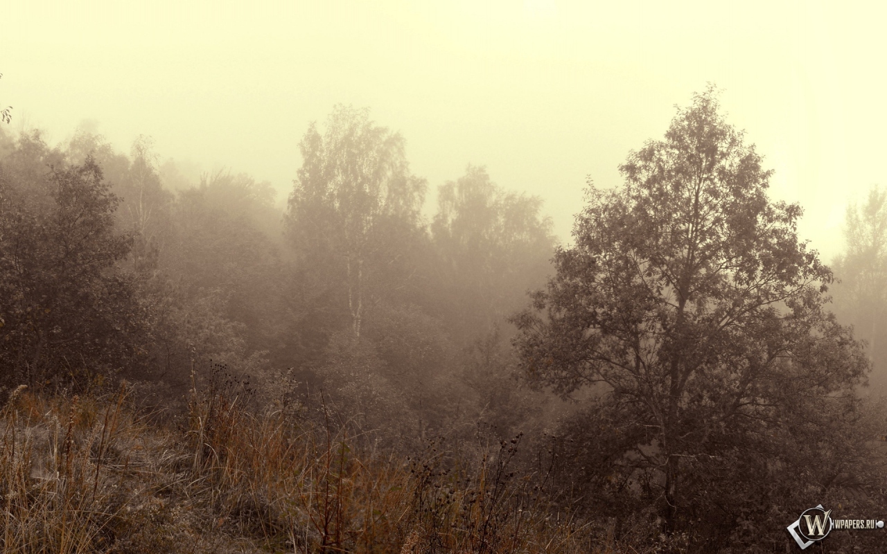 Осенний туман 1280x800