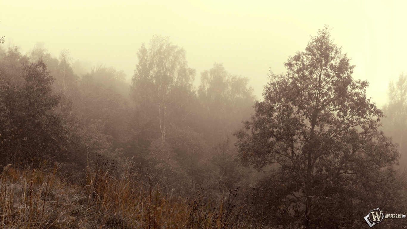 Осенний туман 1366x768
