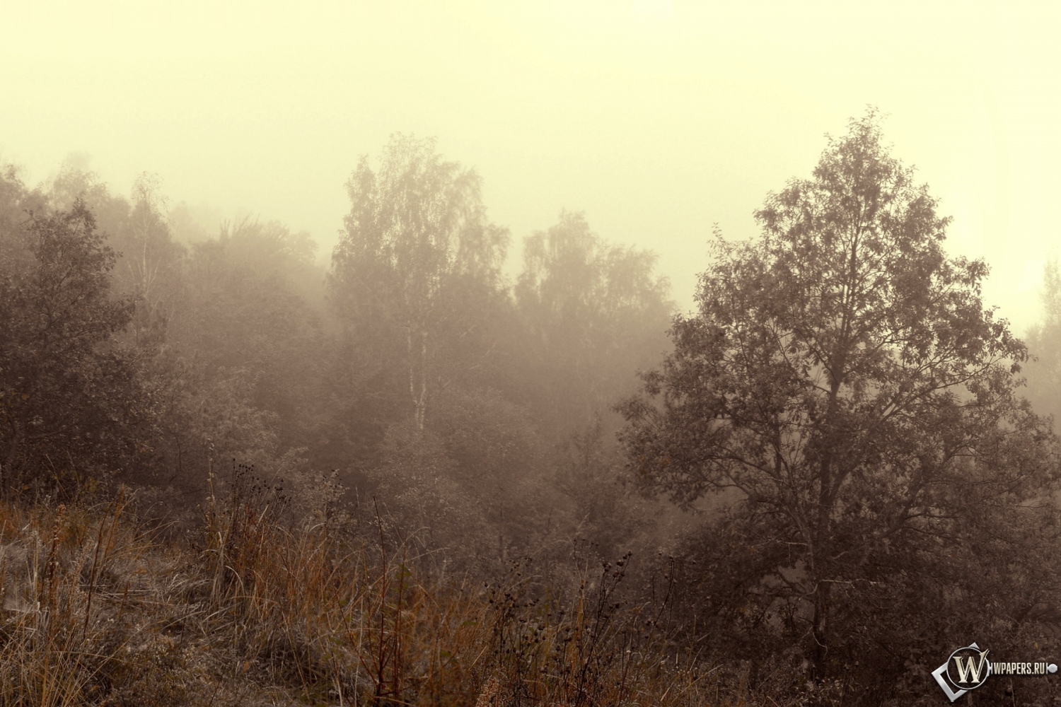 Осенний туман 1500x1000