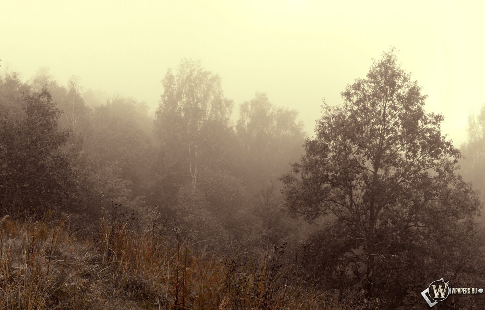 Осенний туман 1600x1024