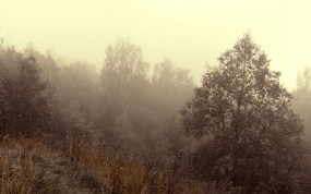 Обои Осенний туман: Деревья, Туман, Осень, Осень