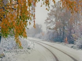 Обои Снег осенью: Снег, Дорога, Осень, Берёза, Осень