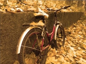 Обои В последние дни тепла...: Листья, Велосипед, осенние, Осень