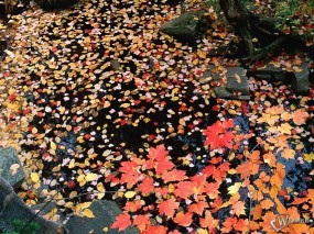 Обои Желтая листва в луже: , Осень