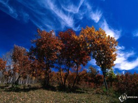 Обои Осенние деревья: , Осень