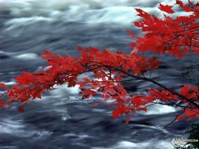 Красная листва дуба над рекой