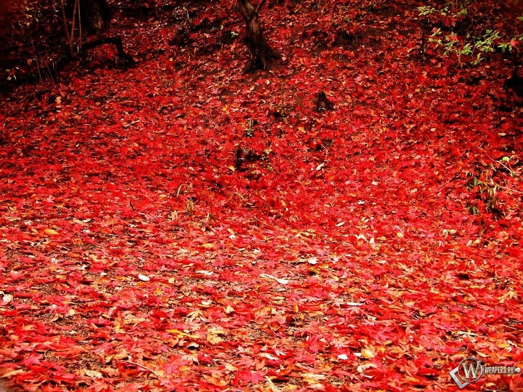 Осенняя листва 1024x768