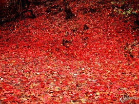 Обои Осенняя листва: , Осень