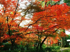 Обои Осенний лес: , Осень