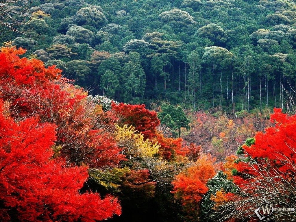 Красно-зеленый лес осенью 1024x768