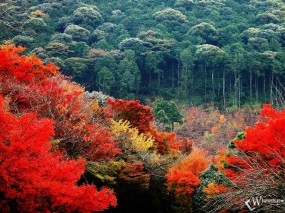 Обои Красно-зеленый лес осенью: , Осень
