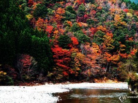 Обои Лес на горе осенью: , Осень