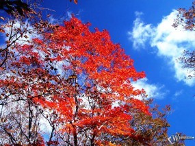 Обои Красные осенние листья: , Осень