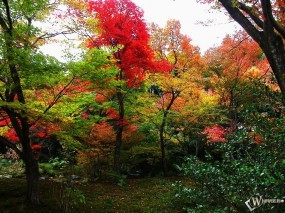 Обои Осенний лес: , Осень
