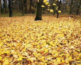 Обои Кленовые листья: , Осень