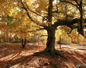 Обои Старое осеннее дерево: , Осень