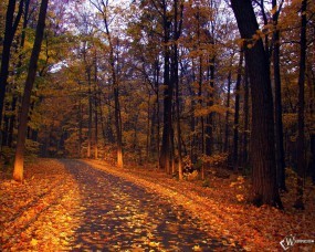 Обои Прогулка по осеннему лесу: Осенняя листва, Осень