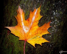 Обои Огненный кленовый лист: Пожелтевший лист, Осенний лист, Осень