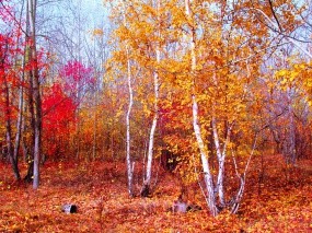 Обои Багрец и золото: Осенний лес, Золотая листва, Осенняя пора, Берёзки, Листья, Октябрь, Осень