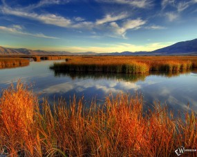 Обои Осеннее озеро: Заросли, Озеро, Камыши, Осень, Природа