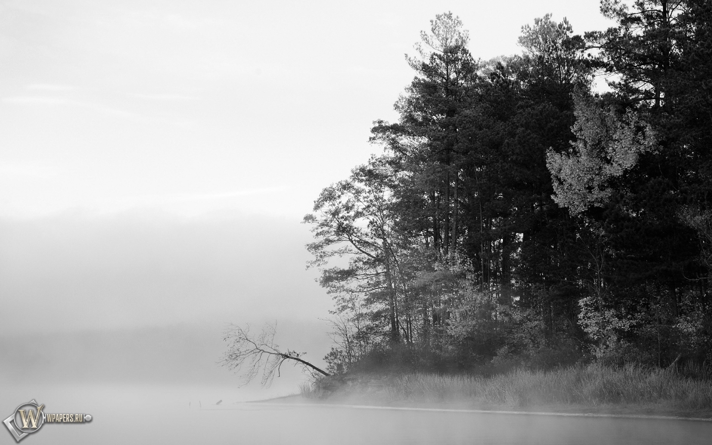 Туманный лес 1440x900