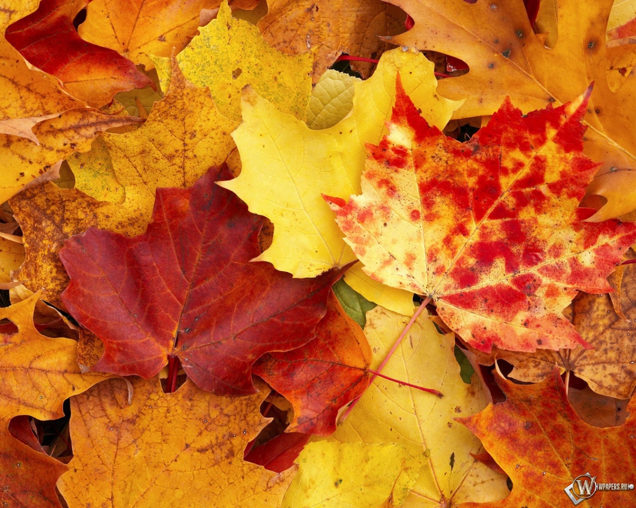 Осенняя листва 1280x1024