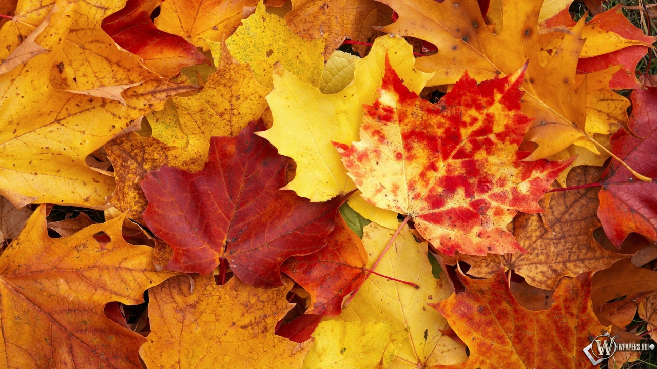 Осенняя листва 1280x720