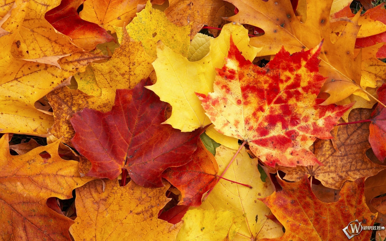 Осенняя листва 1280x800