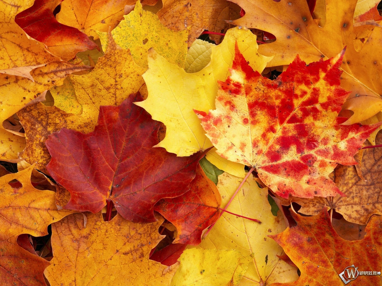 Осенняя листва 1280x960