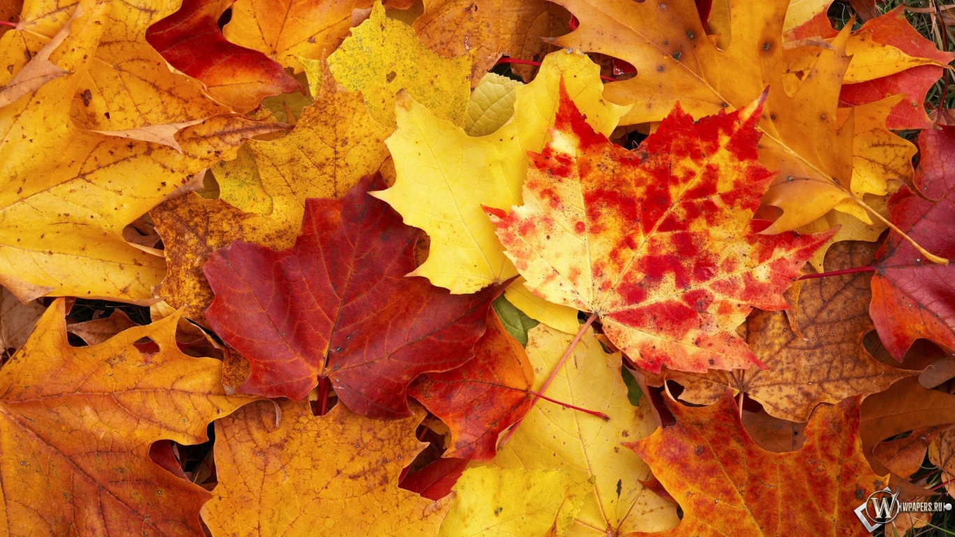 Осенняя листва 1366x768