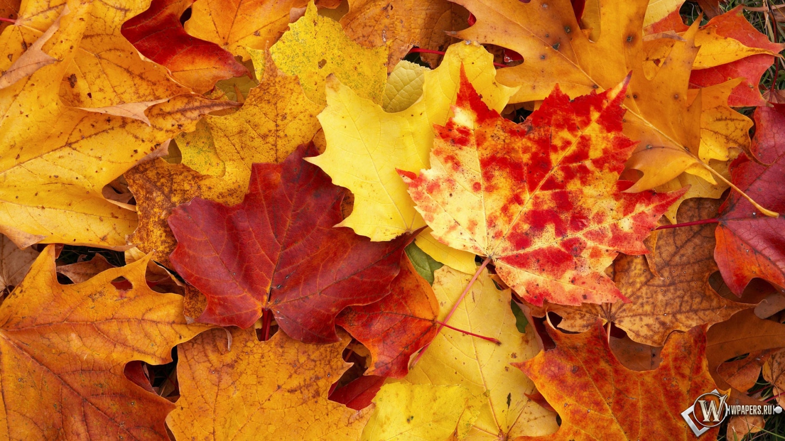 Осенняя листва 1600x900