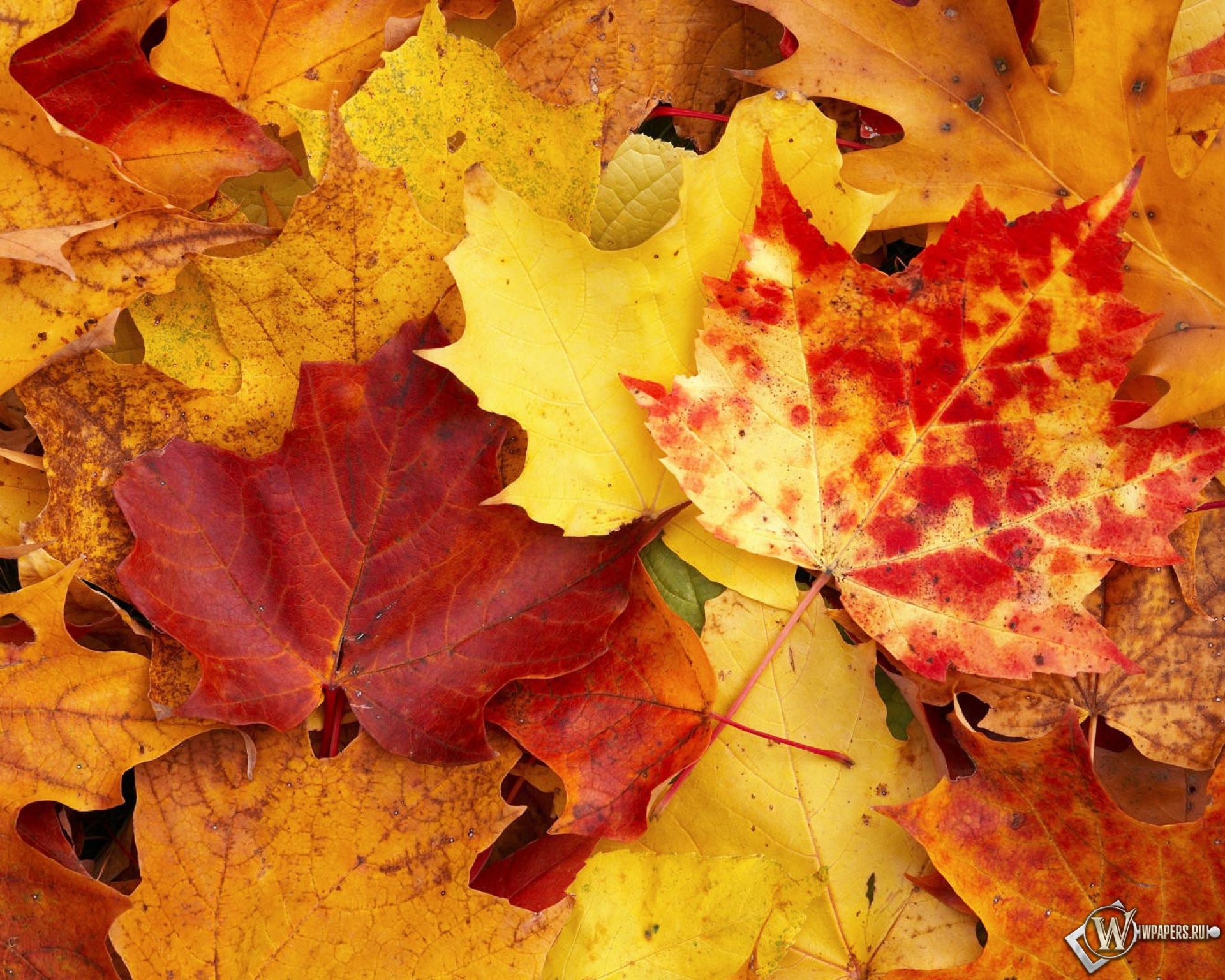 Осенняя листва 1920x1536