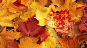 Обои Осенняя листва: Осень, Листья, Осень