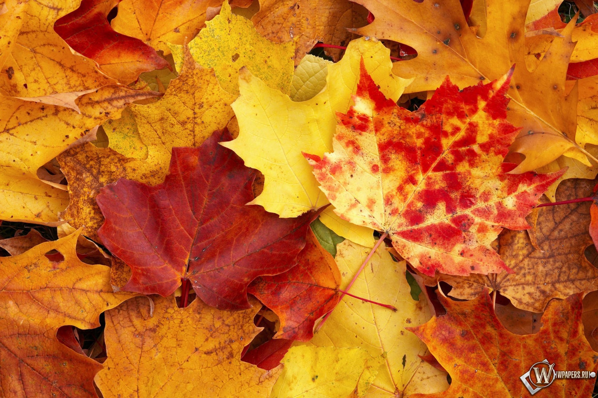 2 сентября осень. Желтый лист. Осенние листья. Осенняя листва. Красивые осенние листья.